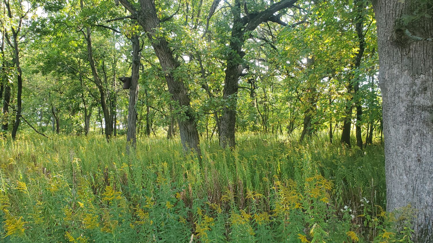 Crab Tree Nature Center 